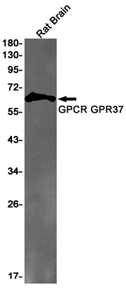 GPR37 Antibody in Western Blot (WB)