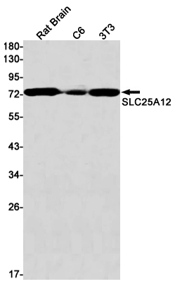 SLC25A12 Antibody in Western Blot (WB)