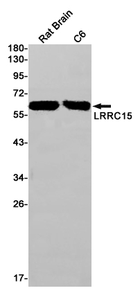 LRRC15 Antibody in Western Blot (WB)