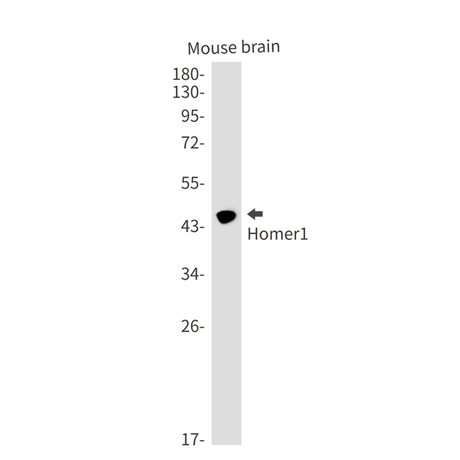 HOMER1 Antibody in Western Blot (WB)