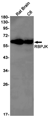 RBPJ Antibody in Western Blot (WB)