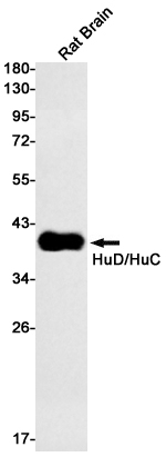 HuC/HuD Antibody in Western Blot (WB)