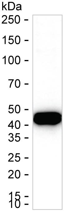 NDRG2 Antibody in Western Blot (WB)