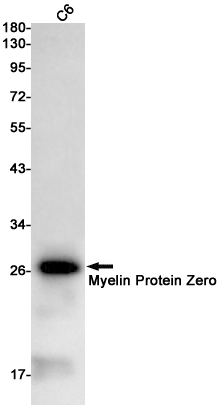 MPZ Antibody in Western Blot (WB)