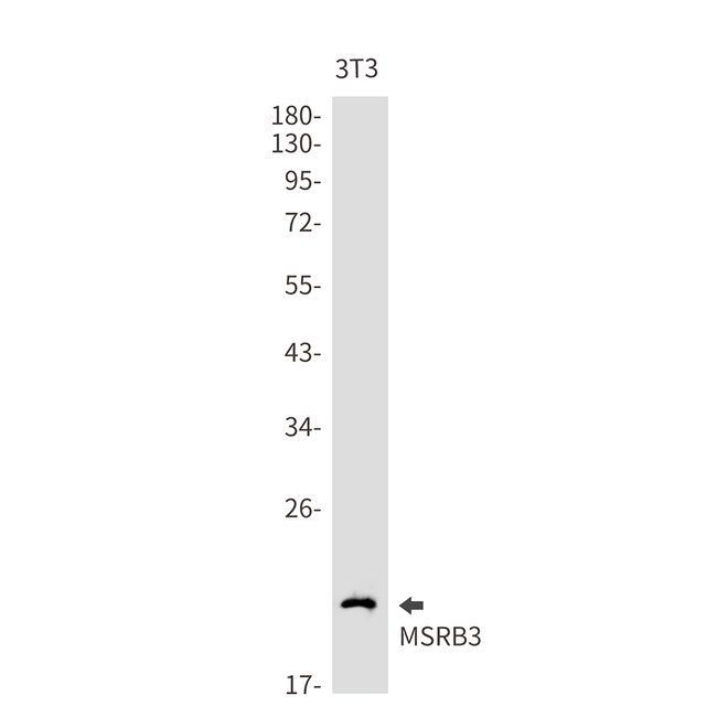 MSRB3 Antibody in Western Blot (WB)