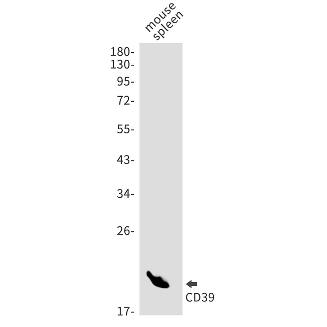 CD39 Antibody in Western Blot (WB)