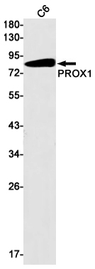 PROX1 Antibody in Western Blot (WB)
