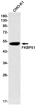FKBP5 Antibody in Western Blot (WB)