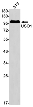 VDP Antibody in Western Blot (WB)