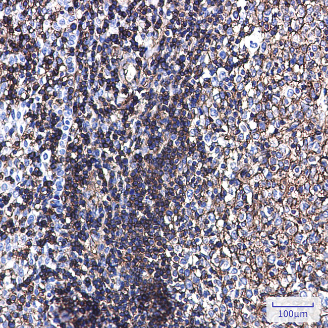 Phospho-Ezrin/Radixin/Moesin (Thr567, Thr564, Thr558) Antibody in Immunohistochemistry (Paraffin) (IHC (P))