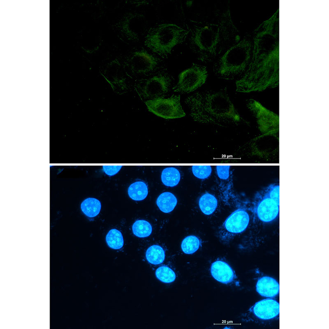 Phospho-FLNA/FLNB (Ser2152, Ser2107) Antibody in Immunocytochemistry (ICC/IF)