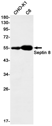 Septin-8 Antibody in Western Blot (WB)