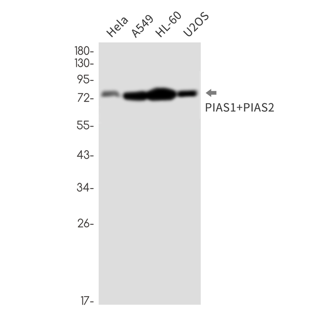 PIAS1/PIAS2 Antibody in Western Blot (WB)