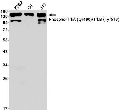 Phospho-TrkA/TrkB (Tyr490, Tyr516) Antibody in Western Blot (WB)