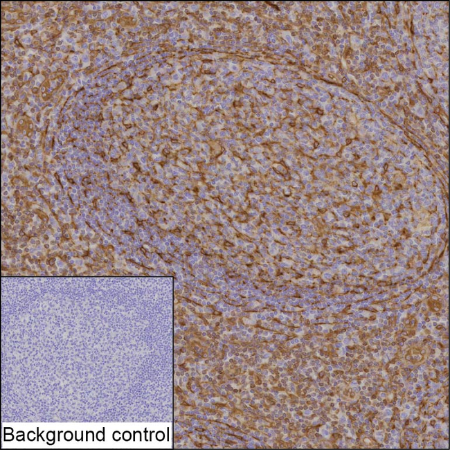STING Antibody in Immunohistochemistry (Paraffin) (IHC (P))