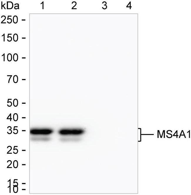 CD20 Antibody in Western Blot (WB)