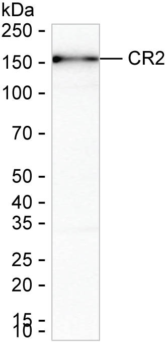 CD21 Antibody in Western Blot (WB)