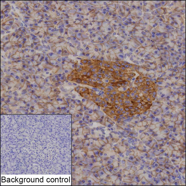 ENT1 Antibody in Immunohistochemistry (Paraffin) (IHC (P))