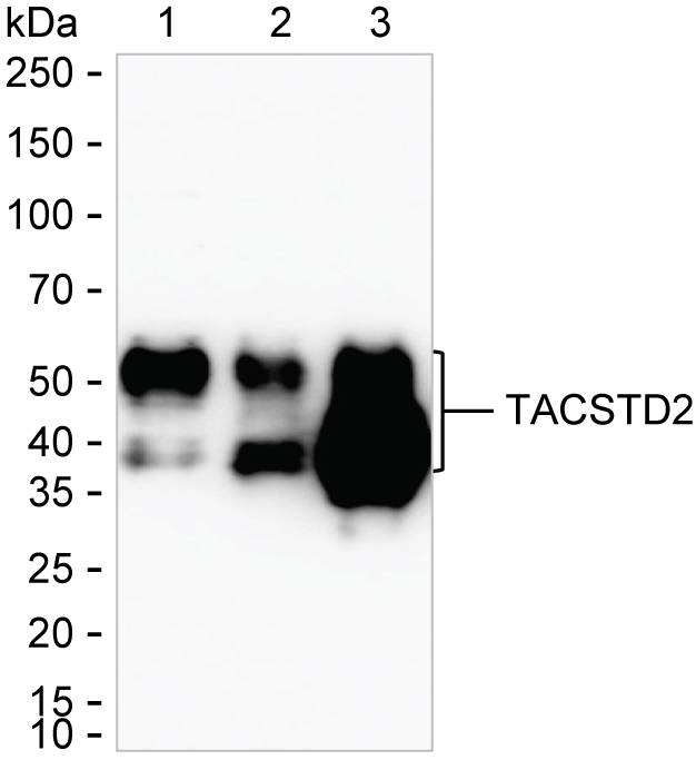 TROP2 Antibody in Western Blot (WB)