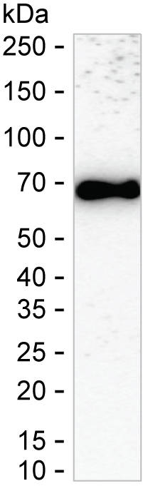 SOX11 Antibody in Western Blot (WB)