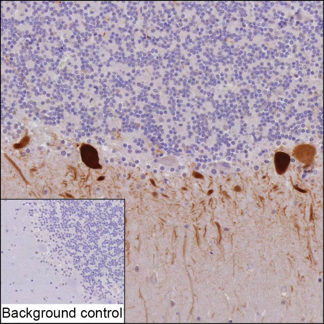 Parvalbumin Antibody in Immunohistochemistry (Paraffin) (IHC (P))