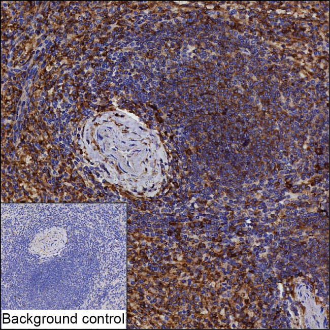 LILRB5 Antibody in Immunohistochemistry (Paraffin) (IHC (P))