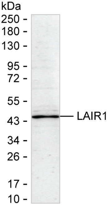LAIR1 Antibody in Western Blot (WB)