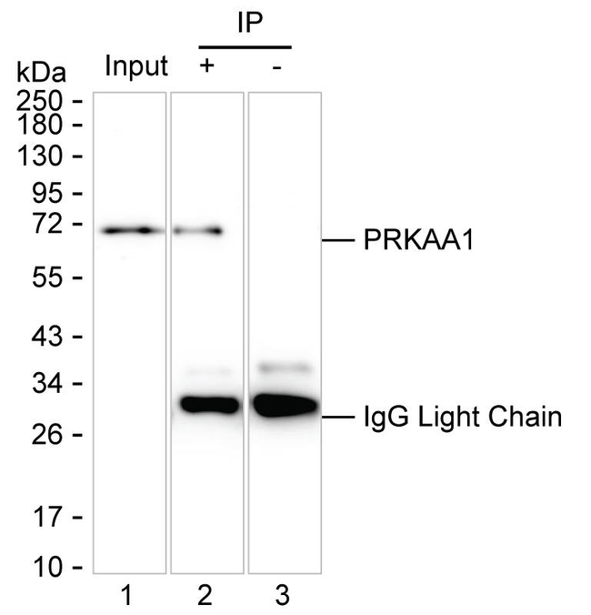 AMPK alpha-1 Antibody in Immunoprecipitation (IP)