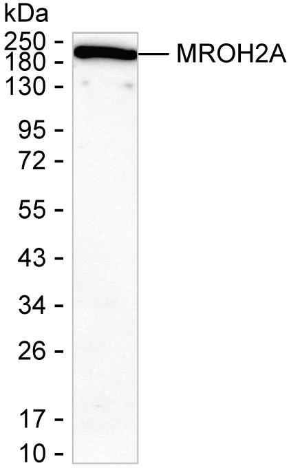 MROH2A Antibody in Western Blot (WB)