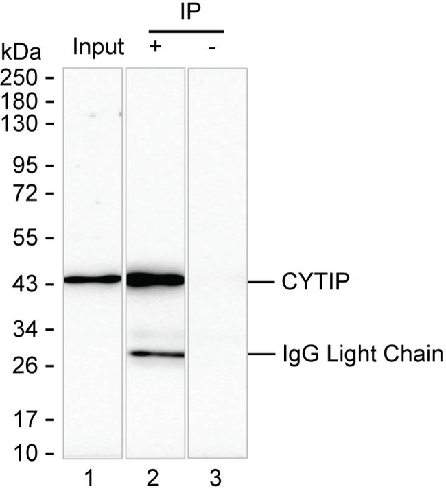 CYTIP Antibody in Immunoprecipitation (IP)