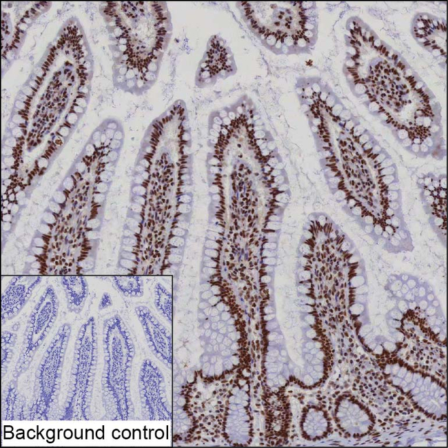 HDGFRP2 Antibody in Immunohistochemistry (Paraffin) (IHC (P))