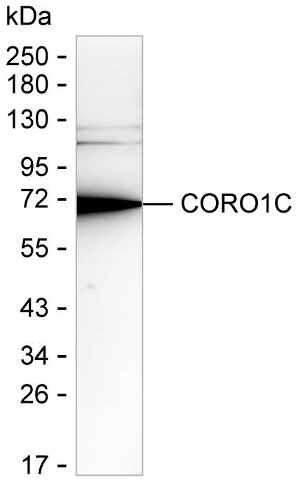 Coronin 3 Antibody in Western Blot (WB)