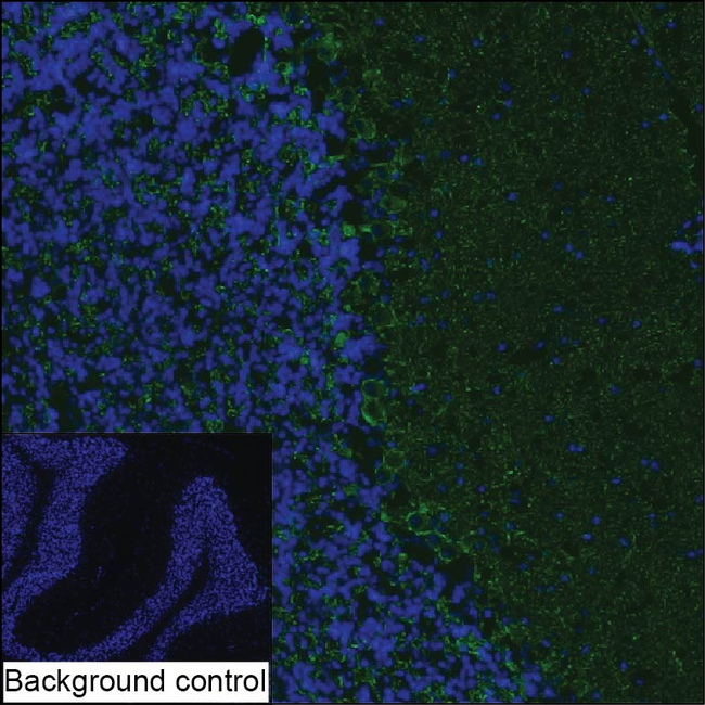 VGAT Antibody in Immunohistochemistry (Frozen) (IHC (F))