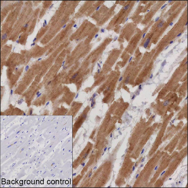 HTD2 Antibody in Immunohistochemistry (Paraffin) (IHC (P))