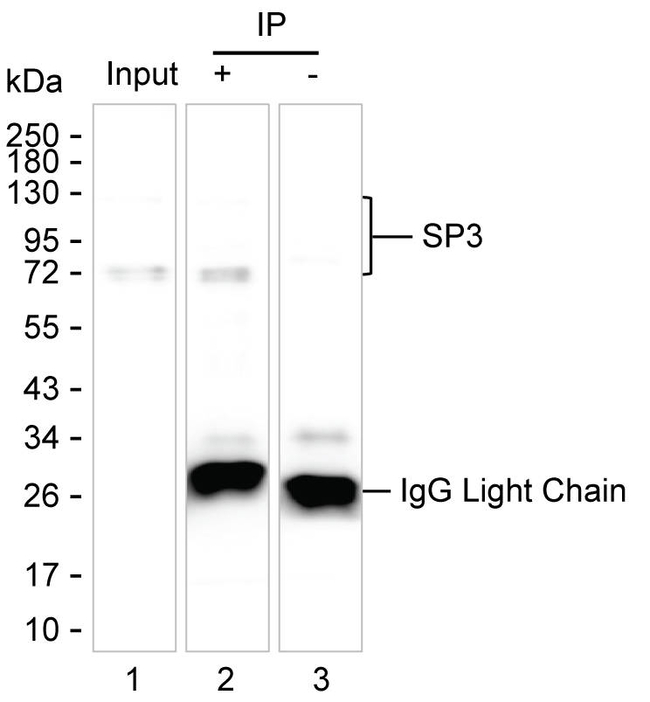 SP3 Antibody in Immunoprecipitation (IP)
