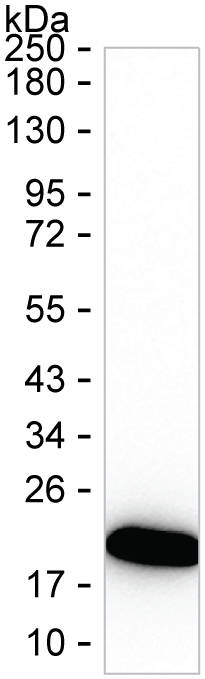 IL36B Antibody in Western Blot (WB)