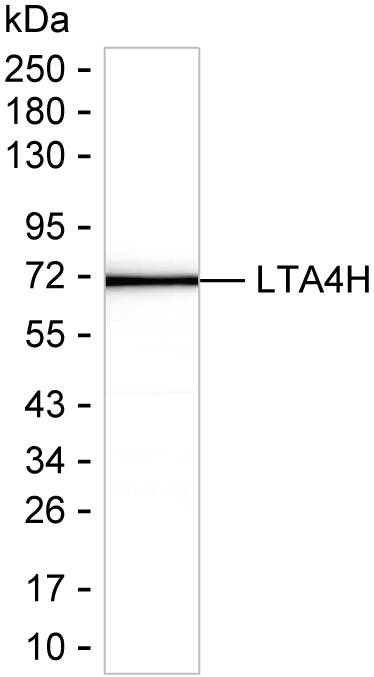LTA4H Antibody in Western Blot (WB)