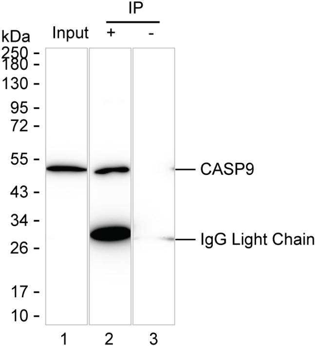Caspase 9 Antibody in Immunoprecipitation (IP)