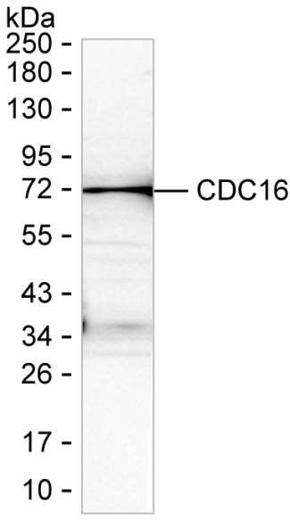 APC6 Antibody in Western Blot (WB)
