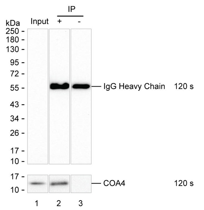 COA4 Antibody in Immunoprecipitation (IP)