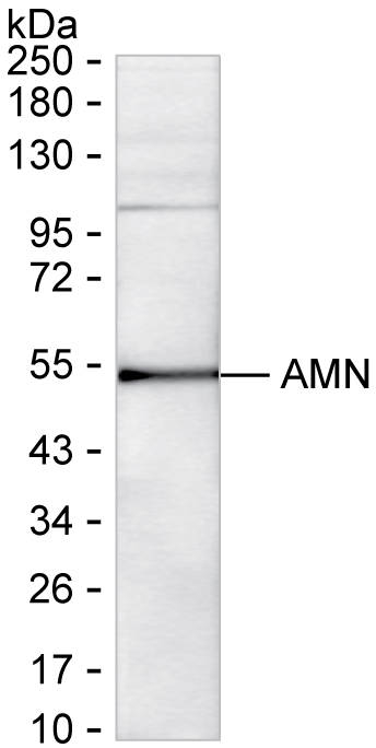 Amnionless Antibody in Western Blot (WB)