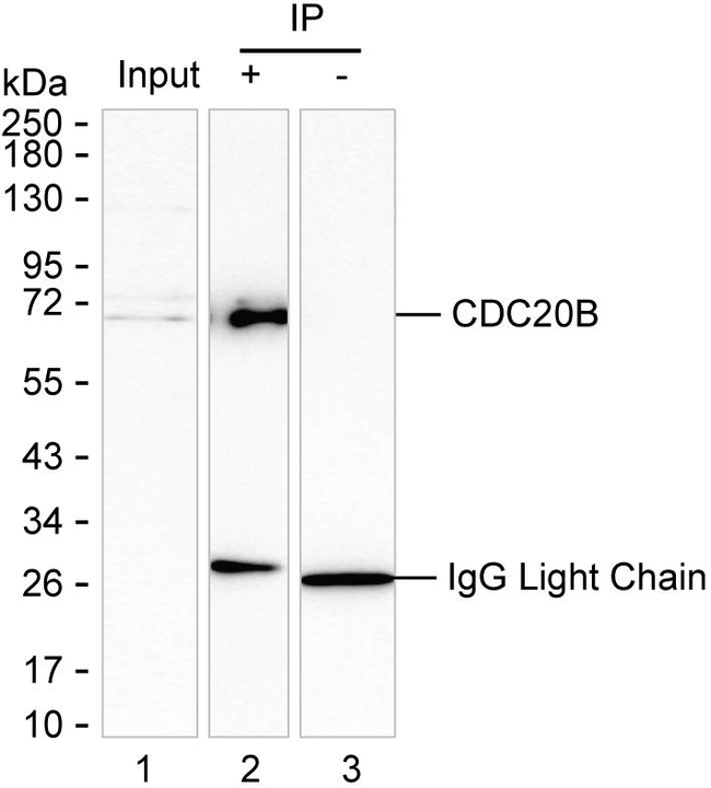 Cdc20B Antibody in Immunoprecipitation (IP)