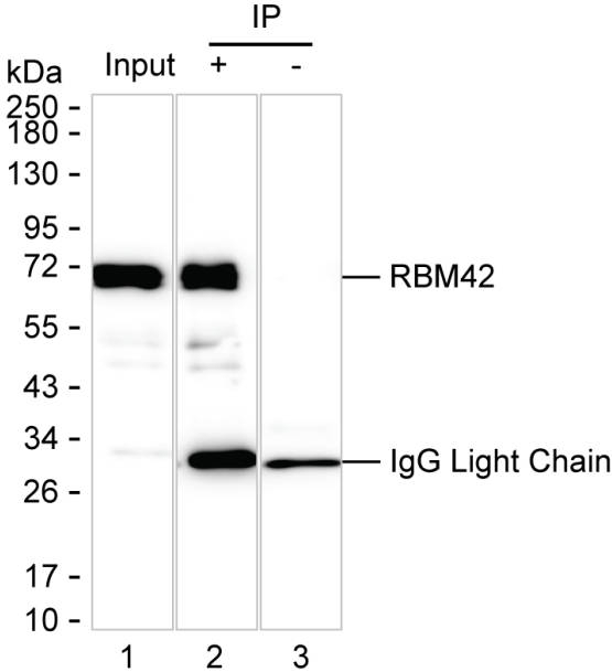 RBM42 Antibody in Immunoprecipitation (IP)