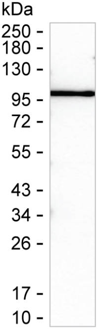 CLGN Antibody in Western Blot (WB)