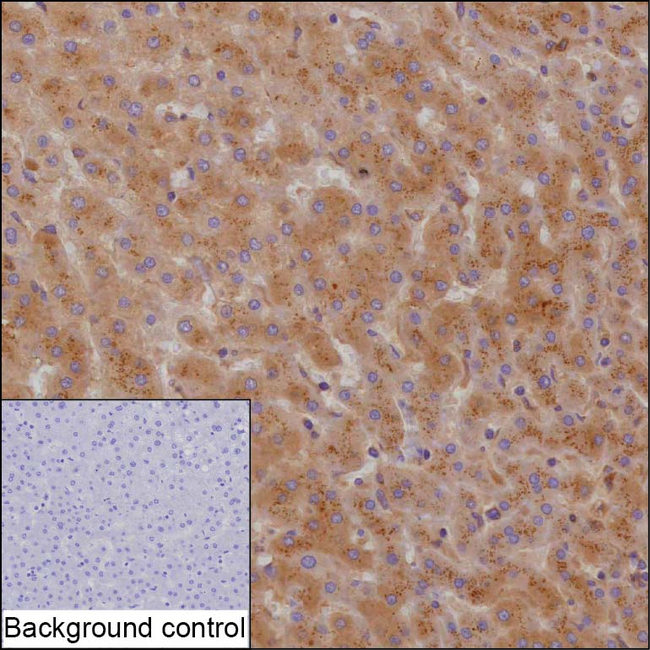 CHP1 Antibody in Immunohistochemistry (Paraffin) (IHC (P))