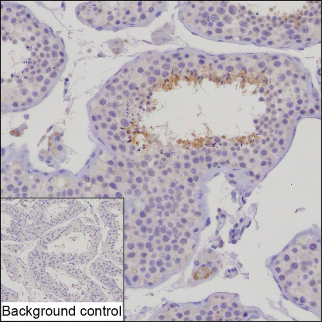 SPATA24 Antibody in Immunohistochemistry (Paraffin) (IHC (P))