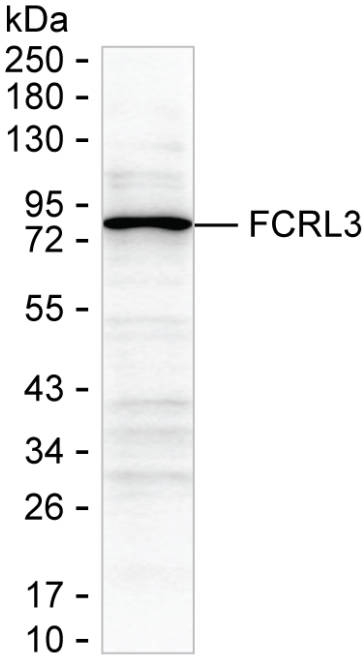 FCRL3 Antibody in Western Blot (WB)