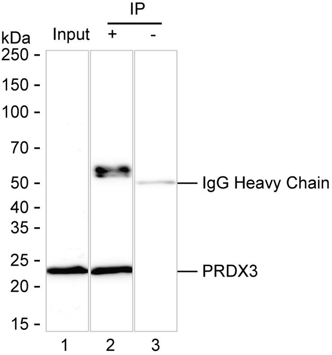 PRDX3 Antibody in Immunoprecipitation (IP)