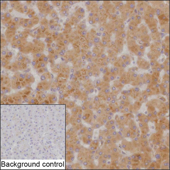 SNX16 Antibody in Immunohistochemistry (Paraffin) (IHC (P))