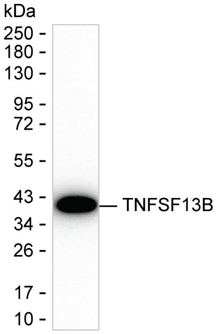BAFF Antibody in Western Blot (WB)